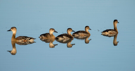 Whistler ducks  on a lagoon near the far northern Queensland town of Karumba..