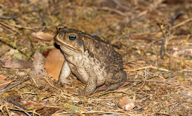 A deadly cane toad in far north Queensland, Australia.