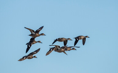 Whistler ducks in flight in outback Queensland,Australia.