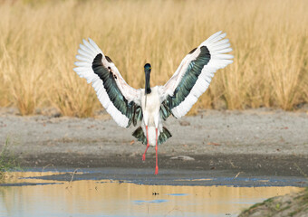 jabiru stork spreading its wings on a lagoon in outback Queensland, Australia,