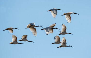 A flock of  ibis in flight in outback Queensland, Australia. - obrazy, fototapety, plakaty
