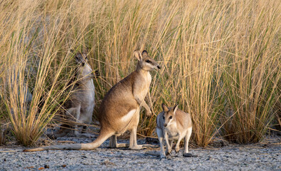 Agile wallabies in outback northern Queensland,Australia. - obrazy, fototapety, plakaty