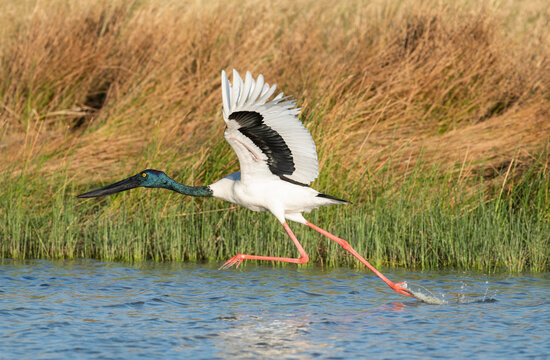 Jabiru stork in flight over a lagoon mear Karumba, North Queensland, Australia.