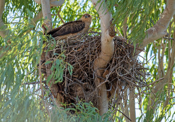 A young  whistling kite in the nest  at Karumba,  Queensland, Australia.