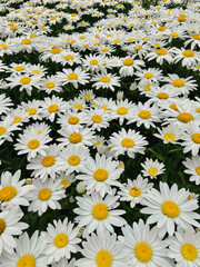 Field full of daises