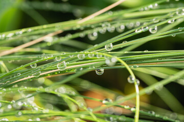 葉から落ちそうな雫。雨上がりの涼しい風景。