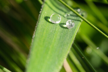 葉の上の水滴。雨上がりの涼しい風景。