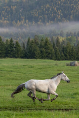 Grey. Horse running