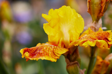 Close up of a Calizona Gold Iris Flower and Buds