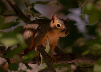 Sneaky Red Squirrel peaks out from the cover of an apple tree.