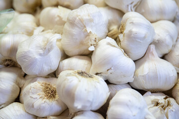 Bunch of Garlic Bulbs