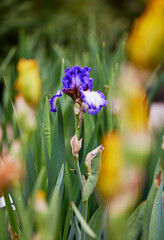 Close up of a Royal Slippers Purple Mulberry Iris flower