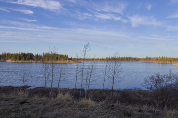 Elk Island National Park during Evening Hours in Spring