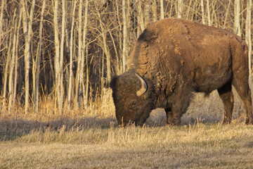 Plains Bison in the Evening Sun