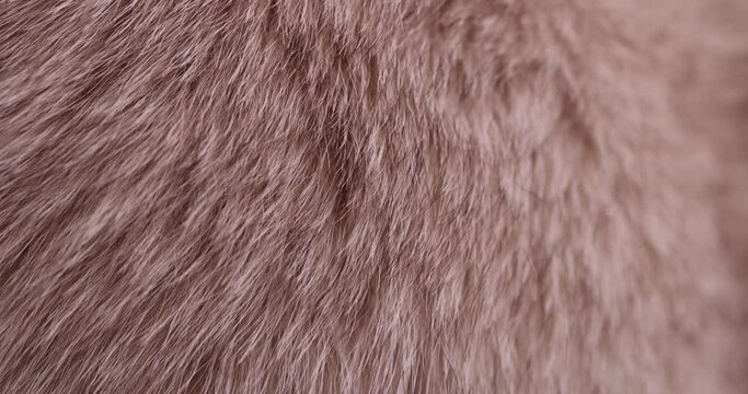 part of a fur coat made of natural beige arctic fox fur, a close-up of arctic fox fur used in the manufacture of clothing