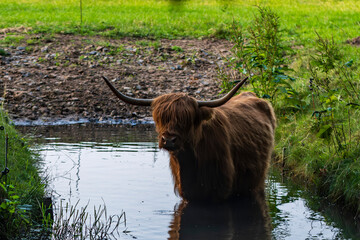 Ein schottisches Hochlandrind kühlt sich in der Spree ab
 