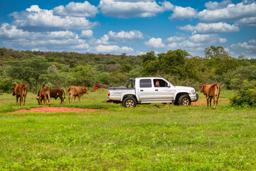 farmer with a 4x4 herding the cattle