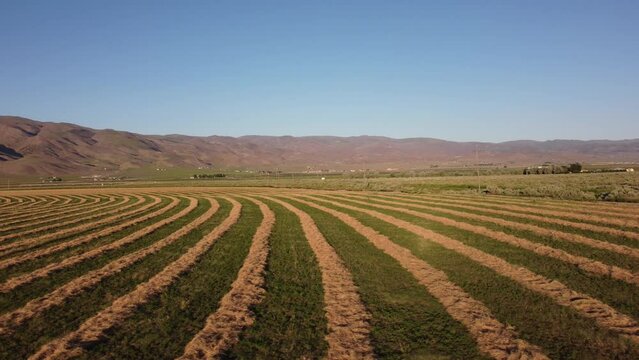 Slide left over cut hayfield raked into rows ready for baling