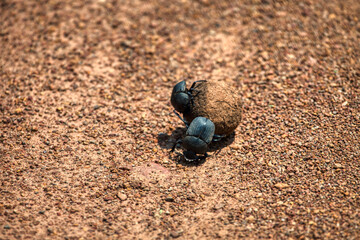 two dung beetle pushing a ball of elephant dung