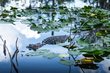 Alligator swimming in the everglades