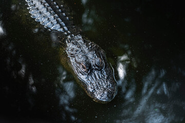 The Florida Alligator 