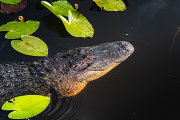 alligator in lake