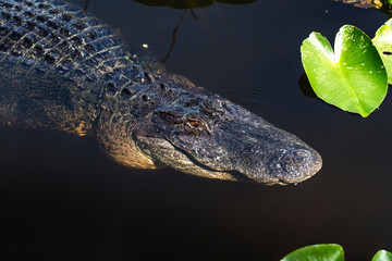 Big Florida Alligator
