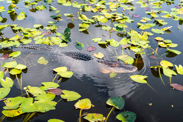 Alligator in pond with water lilies 