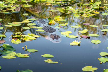 Alligator on Lake