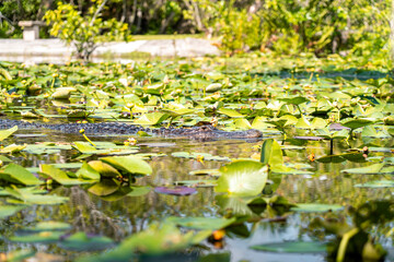 Alligator floating on Lake