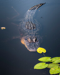 Alligator floating on water