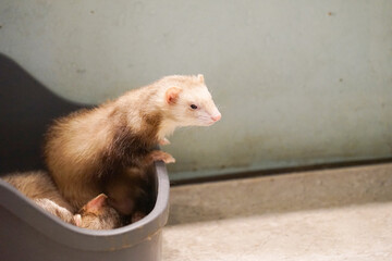 a picture of an animal ferret photo