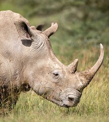 white rhino in the wild © shashi