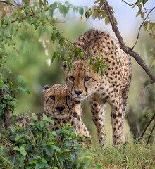 cheetah brothers in masai mara