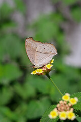 butterfly on a flower