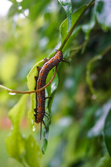 caterpillar on a leaf