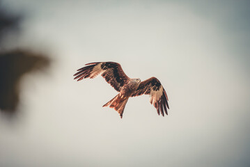 ein wunderschönes erwachsener Rotmilan Greifvogel kreist in der Luft und sucht nach Futter für...