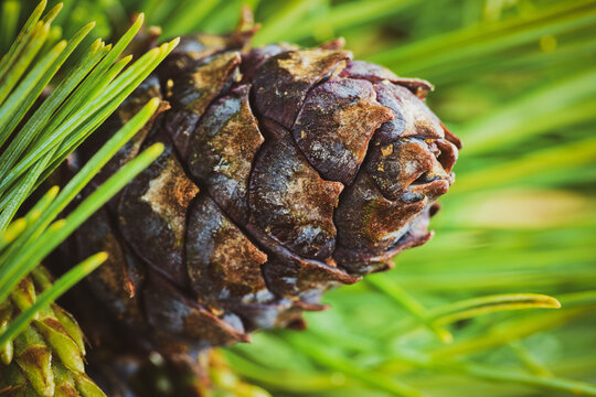 Cone with nut of dwarf stone pine (Pinus Pumila). Close-up