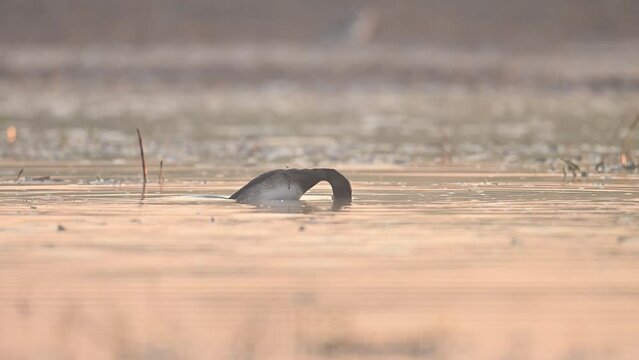 Tufted duck Diving in water in Search of Food in Morning of Winter