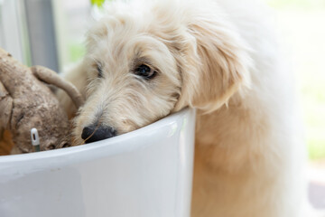 植木に顔を埋める犬　dog burying face in plant