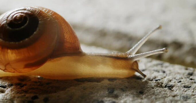 The yellow snail smoothly transitions between various positions, displaying a seamless movement as it gracefully shifts from one spot to another, showcasing its innate adaptability and agile nature.