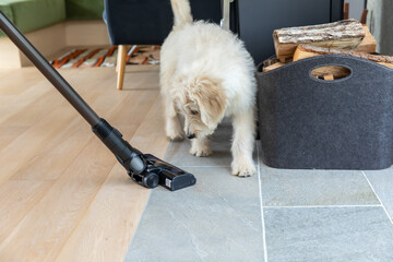 掃除機を追いかける犬　dog chasing vacuum cleaner