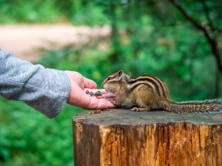 Chipmunk eating a treat from a human's palm