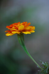 マリーゴールド