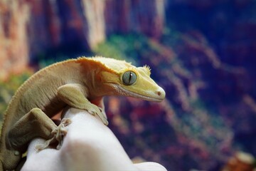 Crested gecko (Correlophus ciliatus) with blue eyes