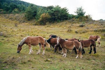 Naklejka na ściany i meble Free horses on top of Mount Larrau. In the forest or jungle of Irati, Pyrenees-Atlantiques of France