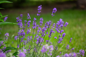 Macro abstract texture background of English lavender (lavandula angustifolia) flowers in bloom, with defocused background