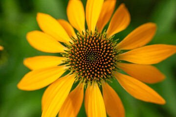 Macro abstract view of a beautiful yellow coneflower (echinacea) in bloom, with defocused background