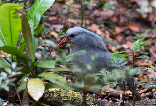 A view of Cagou bird