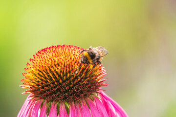 A closeup shot of a bee collecting pollen on a purple echinacea flower